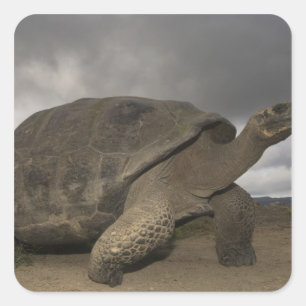 Sticker Carré Tortue géante des Galapagos Geochelone