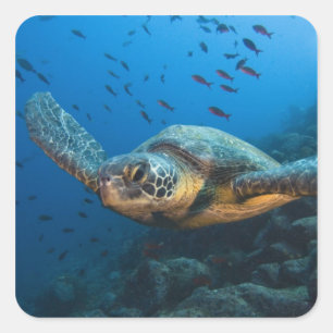 Sticker Carré Tortue noire (verte) (Chelonia agassizi)