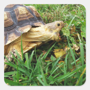 Sticker Carré Tortue Sulcata, Bouche ouverte de pâturage en herb