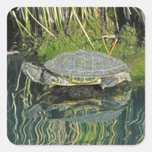 Sticker Carré Tortue sur l'eau de roche Réflexion Photo Faune