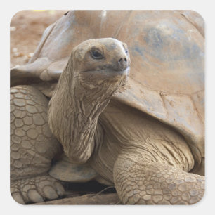 Sticker Carré Tortue terrestre des Seychelles Aldabran