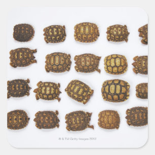 Sticker Carré Tortues de bébé disposées en rangs