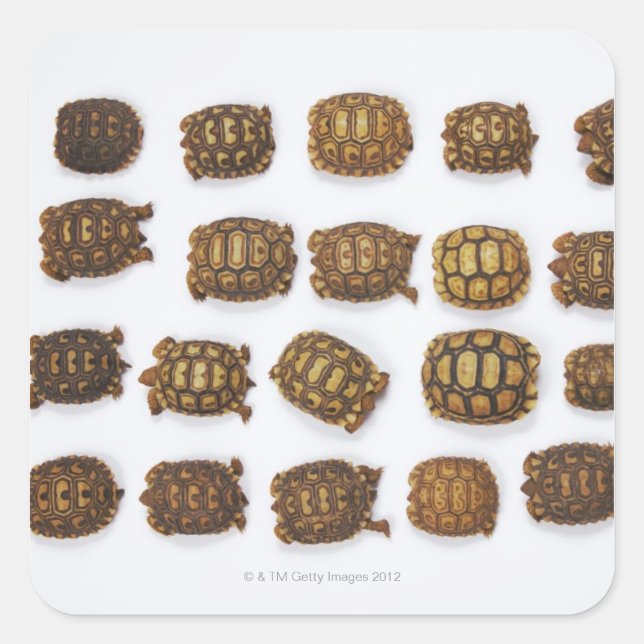 Sticker Carré Tortues de bébé disposées en rangs (Devant)