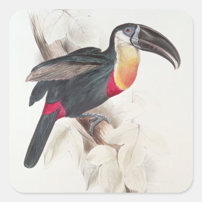Sticker Carré Toucan au soufre et à la poitrine blanche, XIXe si (Devant)