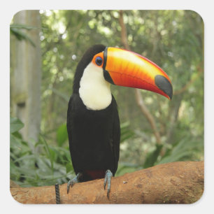 Sticker Carré Toucan sur branche d'arbre