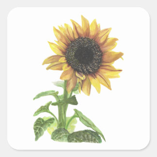 Sticker Carré Tournesol