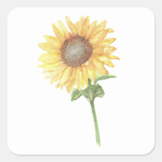 Sticker Carré Tournesol aquarelle