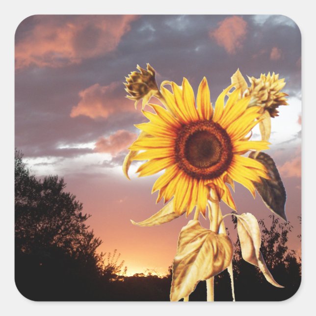 STICKER CARRÉ TOURNESOL ET COUCHER DE SOLEIL D'ÉTÉ (Devant)