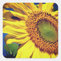 Tournesol Et Flore Invitée