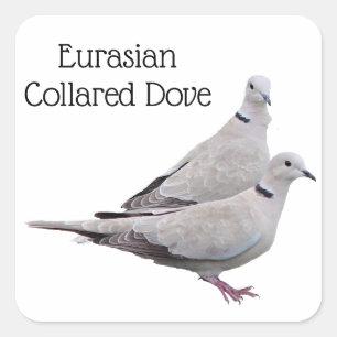 Sticker Carré Tourterelle eurasienne