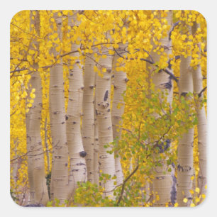 Sticker Carré Trembles d'automne dans le col de Kebler au Colora