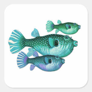 Sticker Carré Trio de poisson vert bleu
