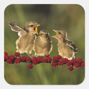 Sticker Carré Trois bébés Oiseaux Lanius Schach