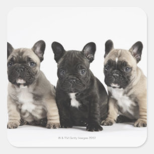 Sticker Carré Trois Chiots Pedigree