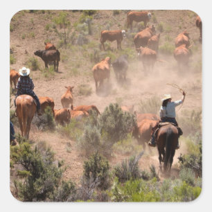 Sticker Carré Trois cowboys et cowgirls conduisant du bétail