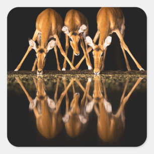 Sticker Carré Trois impalas boivent ensemble la nuit