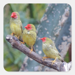 Sticker Carré Trois jolies pattes vertes