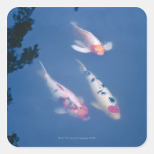 Sticker Carré Trois koi japonais dans l'étang