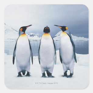 Sticker Carré Trois le Roi pingouins