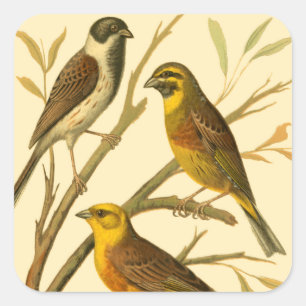 Sticker Carré Trois oiseaux domestiques étés perché sur une