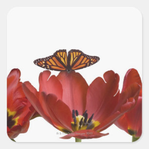 Sticker Carré Trois tulipes rouges et un papillon monarque contr