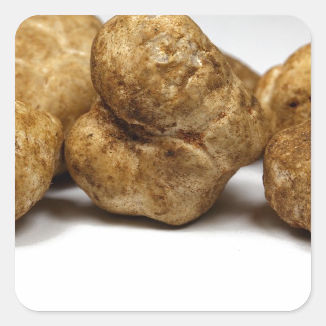 Sticker Carré Truffes blanches de l'espèce tuber oligospermum. (Devant)