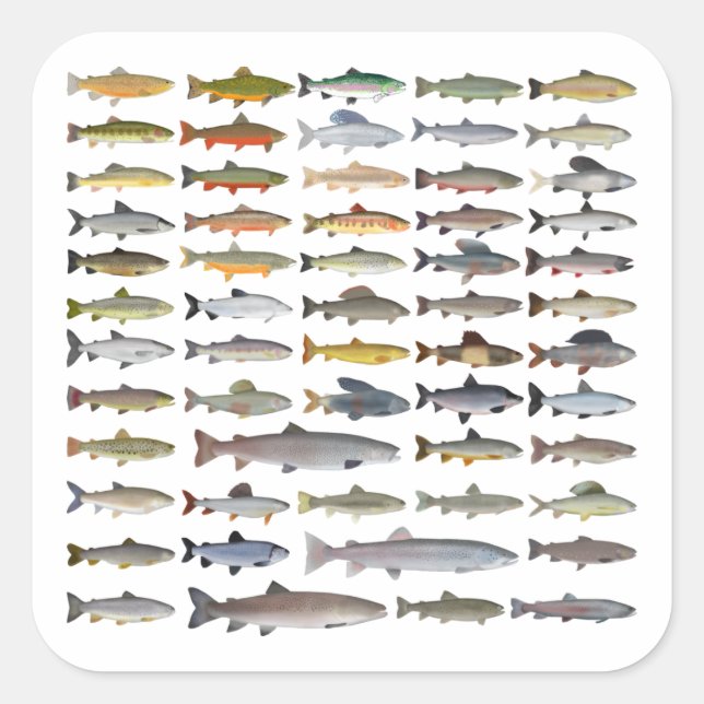 Sticker Carré Truite, omble, Grayling, Hucho et Whitefish Group (Devant)