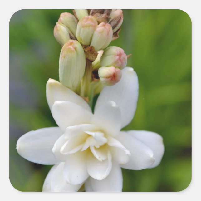 Sticker Carré Tuberose hawaïenne (Devant)