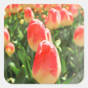 Sticker Carré Tulip Heaven