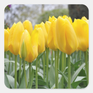 Sticker Carré Tulipe de printemps jaune
