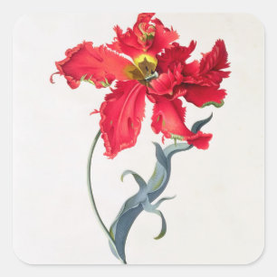 Sticker Carré Tulipe : Fard à joues de Perroquet