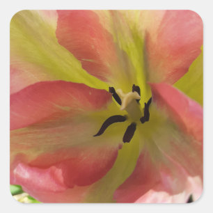 Sticker Carré Tulipe rose et jaune