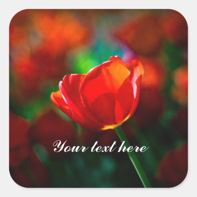 Sticker Carré Tulipe rouge - Mystère de floraison (Devant)