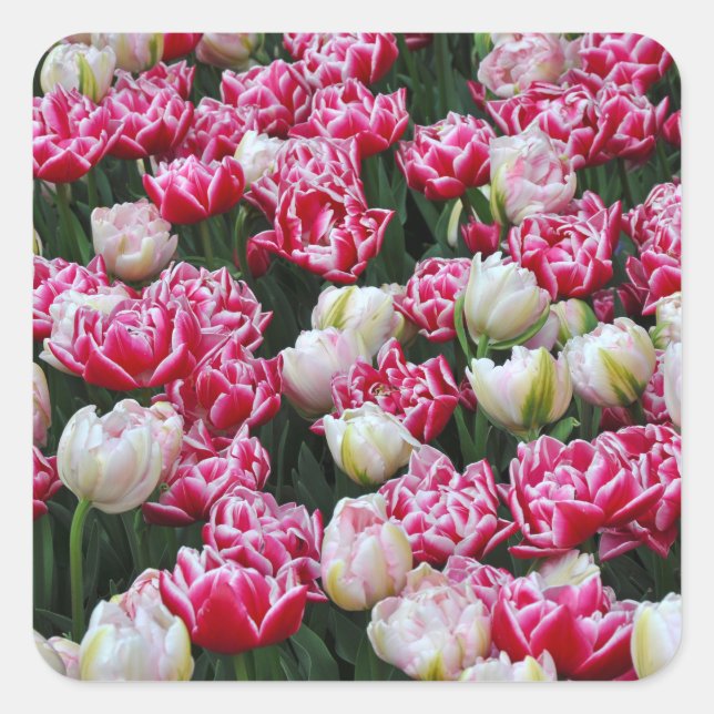 Sticker Carré Tulipes à perroquets roses et blancs (Devant)