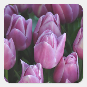 Sticker Carré Tulipes à ressort pourpre