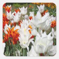 Tulipes blanches et gingembre dans le jardin