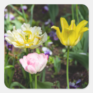 Sticker Carré Tulipes blanches, roses et jaunes dans le jardin