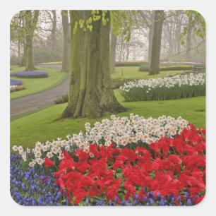Sticker Carré Tulipes et jonquilles, Jardins de Keukenhof,