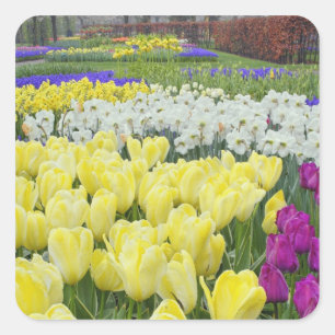 Sticker Carré Tulipes, jonquilles et fleurs de muscari,
