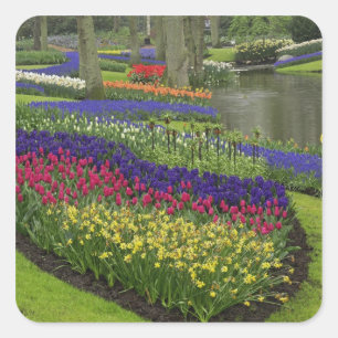 Sticker Carré Tulipes, Muscari, et jonquilles,