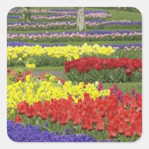 Sticker Carré Tulipes, Muscari et Jonquilles, 2