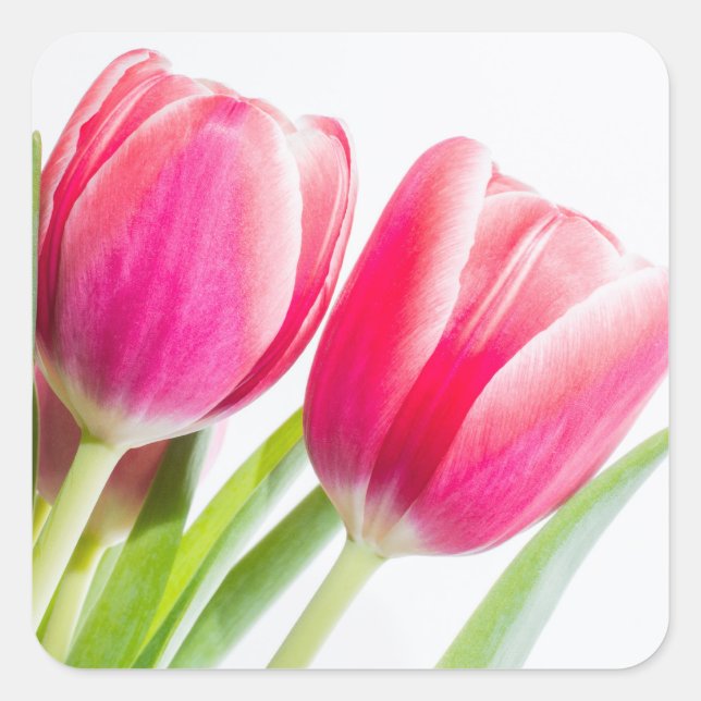 Sticker Carré Tulipes roses avec Feuilles verts (Devant)