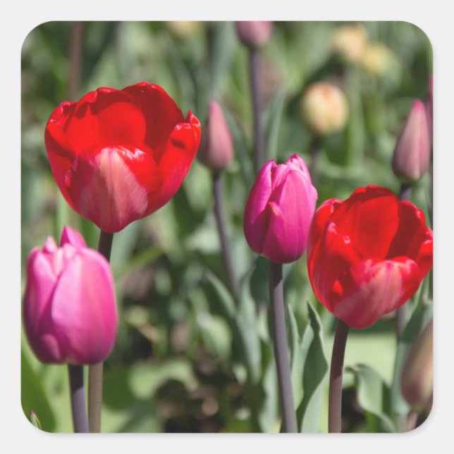 Sticker Carré Tulipes rouge et violette délicates (Devant)
