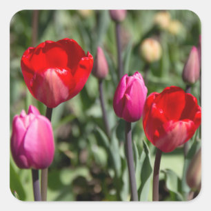 Sticker Carré Tulipes rouge et violette délicates