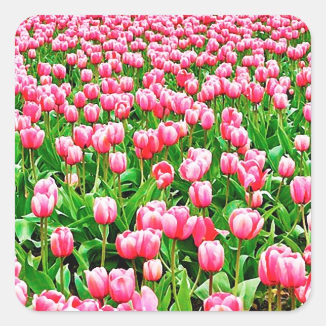 Sticker Carré Tulips (Devant)