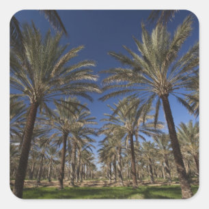 Sticker Carré Tunisie, Sahara Desert, Douz, Zone Touristique, 2