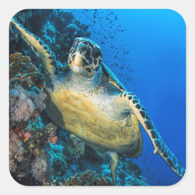 Sticker Carré Turtle de la mer verte | Mer rouge (Devant)