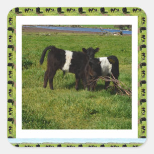 Sticker Carré Two Belted Galloway Calves Framed