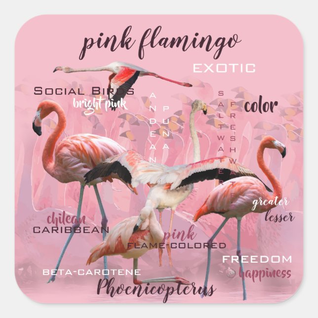 Sticker Carré Typographe rose Flamingo | Customized (Devant)