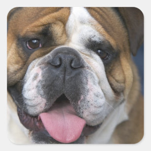 Sticker Carré Un bouledogue anglais en Belgique.